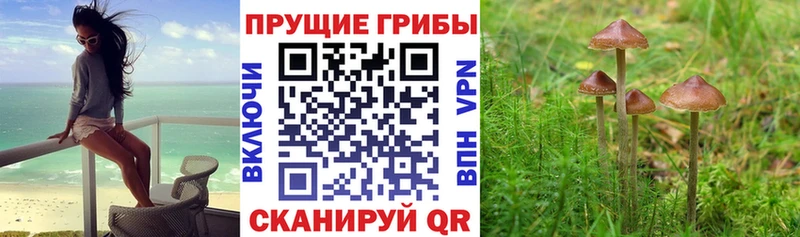 кракен ССЫЛКА  Ярцево  Галлюциногенные грибы Psilocybe 